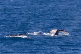 2013-08-03 bultrug brazil  18S 9.jpg