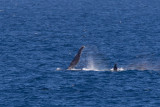 2013-08-03 bultrug brazil  18S 7.jpg