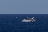 2013-08-03 bultrug brazil  18S 6.jpg