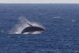 2013-08-03 bultrug brazil  18S 3.jpg
