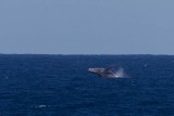 2013-08-03 bultrug brazil  18S 2.jpg