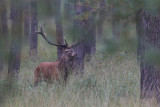 2013-09-25 veluwe edelhert.jpg