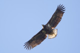 2013-10-06 zeearend vossemeer 2.jpg
