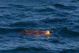2013-08-13 zeeschildpad 1 brazilie.jpg