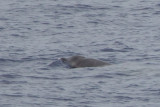 2013-07-27 dolvis 1 b.jpg