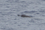 2013-07-27 dolvis 1 c.jpg