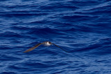2013-09 11 grote pijlstormvogel 30n 3.jpg