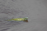 2013-08-29 12 leguaan.jpg