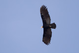2013-08-29 20 geelkopgier.jpg