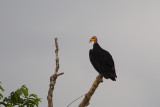 2013-08-29 24 geelkopgier.jpg