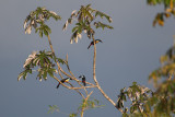 2013-08-29 24 groefsnaveltoekan.jpg