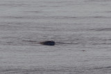 2013-09-13 dolvis madeira.jpg