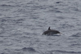 2013-07-27 dolfijn 2.jpg