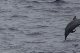 2013-07-27 dolfijn 3.jpg