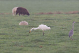 2013-10-30 mastenbroek grote zilver 9 fb.jpg