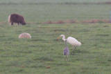 2013-10-30 mastenbroek grote zilver 7 fb.jpg