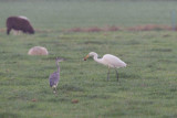2013-10-30 mastenbroek grote zilver 6 fb.jpg