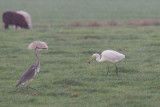 2013-10-30 mastenbroek grote zilver 5 fb.jpg