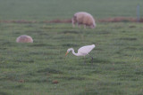 2013-10-30 mastenbroek grote zilver 3 fb.jpg
