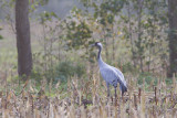 2013-10-31 diepholz kraanvogel 11 fb.jpg