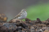 2013-11-11 berthelots pieper lanzarote fb.jpg