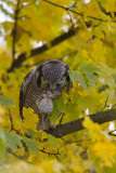 2013-11-26 sperweruil zwolle 2.jpg