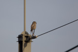 2013-12-03 sperweruil zwolle 5.jpg
