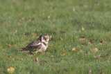 2013-12-03 sperweruil zwolle 13.jpg