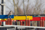 2013-12-03 sperweruil zwolle 14.jpg