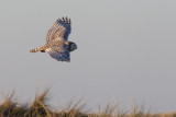 2014-02-01 vlieland sneeuwuil 2.jpg