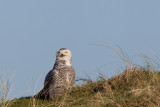 2014-02-01 vlieland sneeuwuil 5.jpg