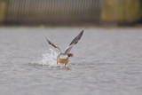 2014-02-17 ijssel grote zaagbek 3.jpg