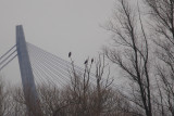 2014-02-17 ijsselmonding zeearend 3.jpg
