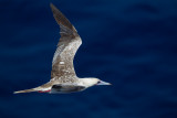 red footed booby zuid chinese zee 2014-02-27 9.jpg