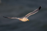 2014-03-03 herring gull 3.jpg