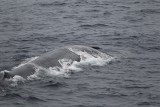 2014-03-28 blauwe vinvis srilanka 1.jpg
