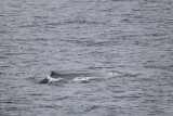 2014-03-28 blauwe vinvis srilanka 3.jpg