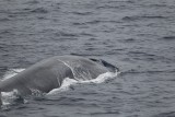 2014-03-28 blauwe vinvis srilanka 5.jpg