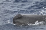 2014-03-28 potvis srilanka 2.jpg