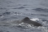 2014-03-28 potvis srilanka 9.jpg