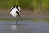 2014-06-23 kluut friesland 3.jpg