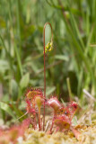2014-06 zonnedauw 5.jpg