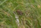 2014-09-05 mastenbroek wezel 4.jpg