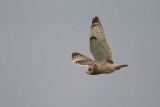 2014-09-09 velduil mastenbroek 2.jpg