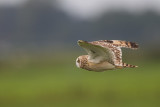 2014-09-09 velduil mastenbroek 6.jpg