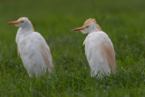2014-09-10 koereiger mastenbroek 4.jpg