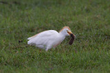 2014-09-26 koereiger mastenbroek 2.jpg