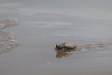2014-10-03 zakinthos schildpad  8.jpg