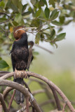 2015-01-14 Gambia afrikaanse slangenhalsvogel 2.jpg
