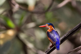 2015-01-14 Gambia malachietijsvogel 2.jpg